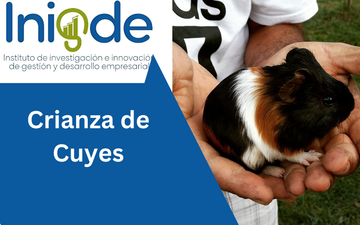 Crianza de Cuyes