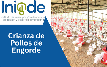 Crianza de Pollos de Engorde