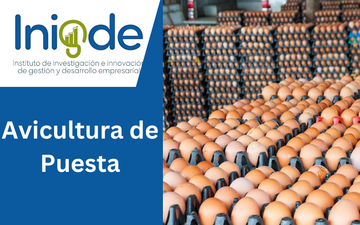 Avicultura de Puesta