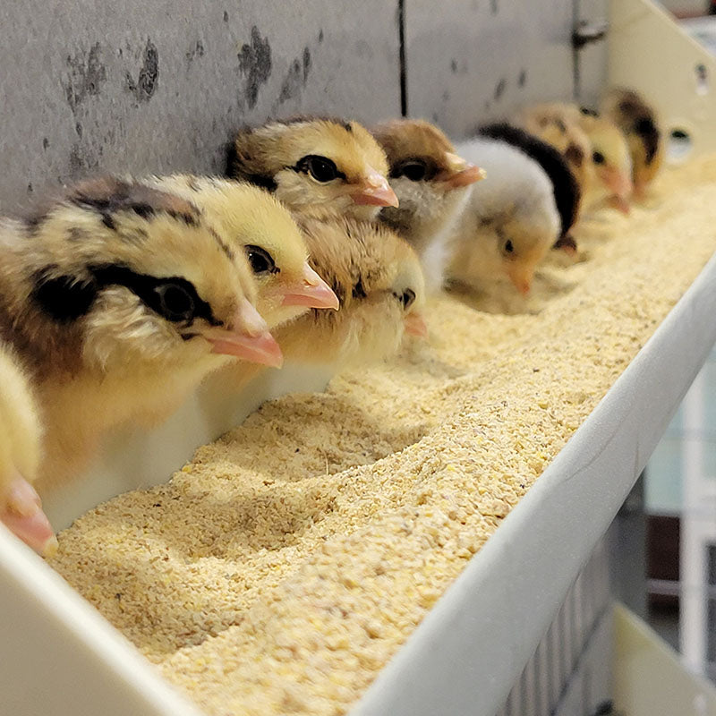 Curso de cría de aves de corral