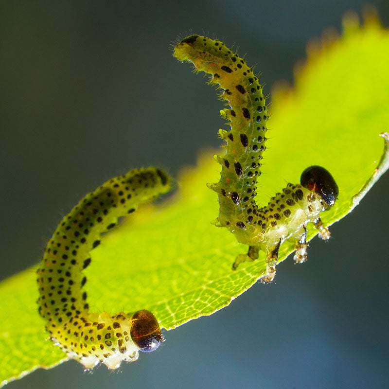 Crianza Masiva de Controladores Biológicos
