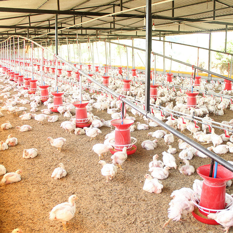 Crianza de Pollos de Engorde