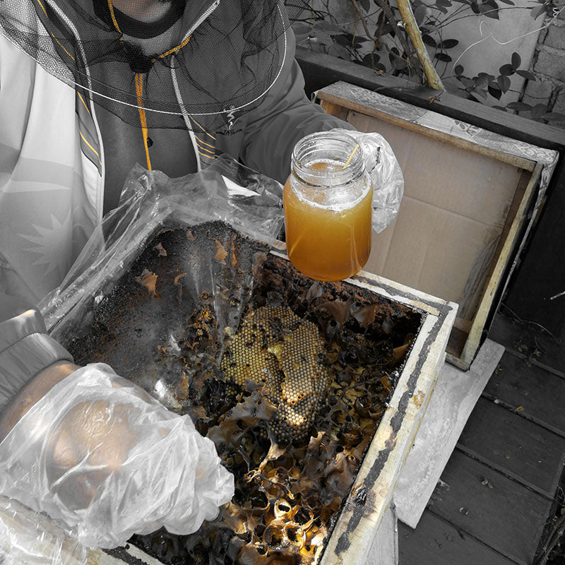 Explotación, Manejo, Obtención de Miel en la Apicultura