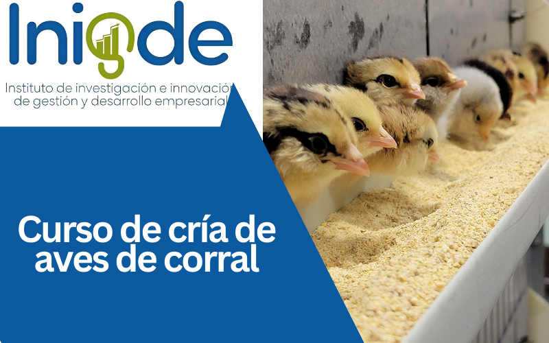 Curso de cría de aves de corral