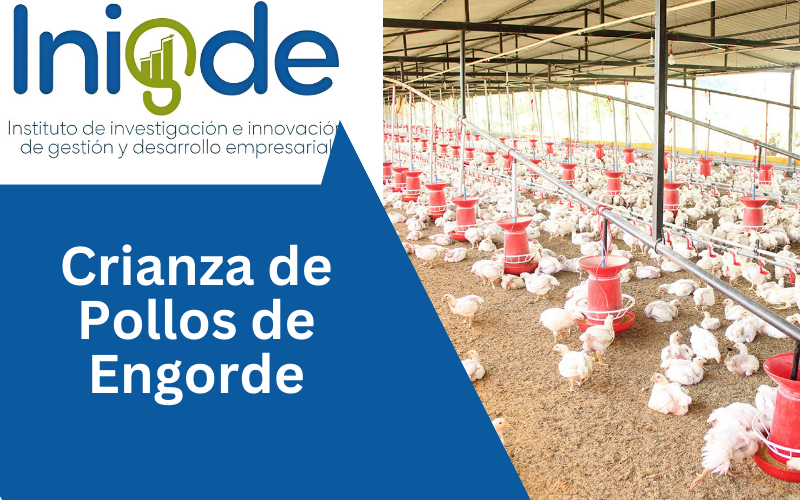 Crianza de Pollos de Engorde